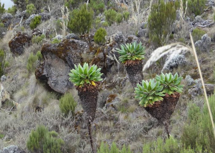 machame flower