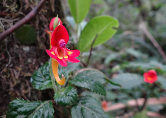 machame flower4