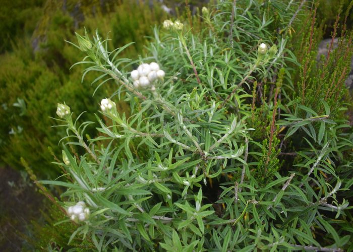 machame route flower