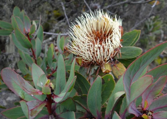 machame route flower4