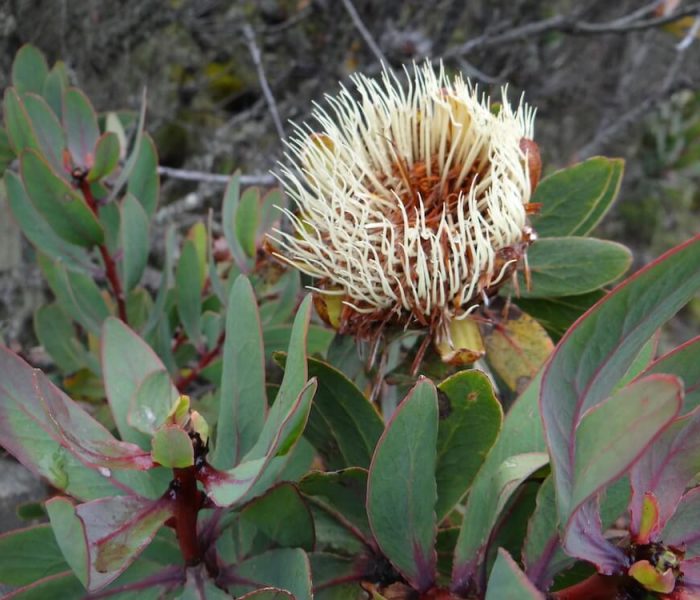machame route flower4