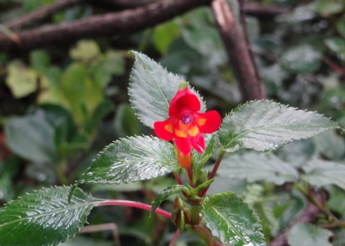 machame route flower5