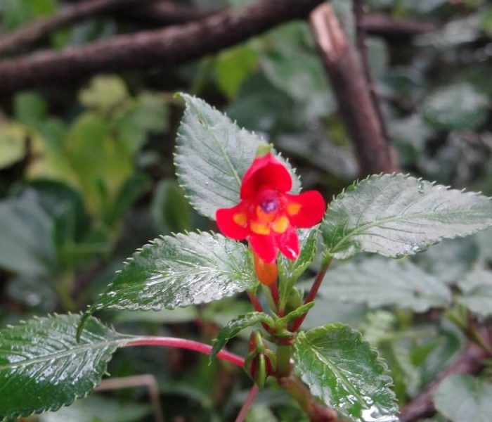machame route flower5