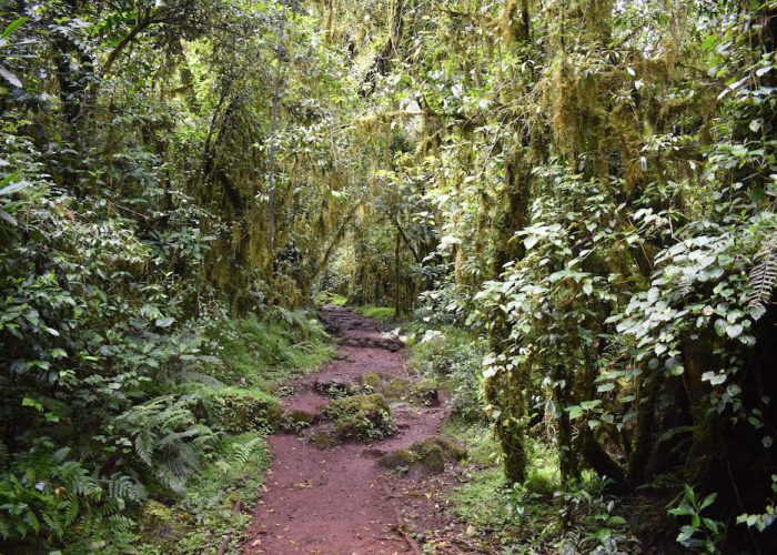 marangu kili4