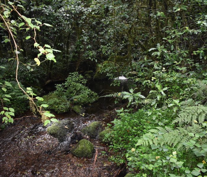 marangu route1